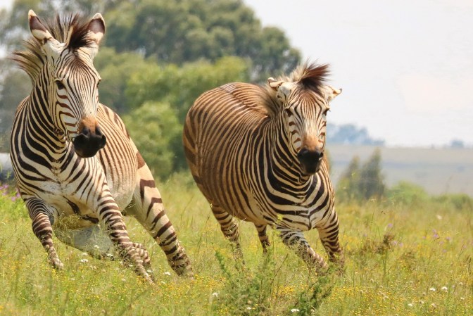 Five Zebras Are Running Loose in Maryland