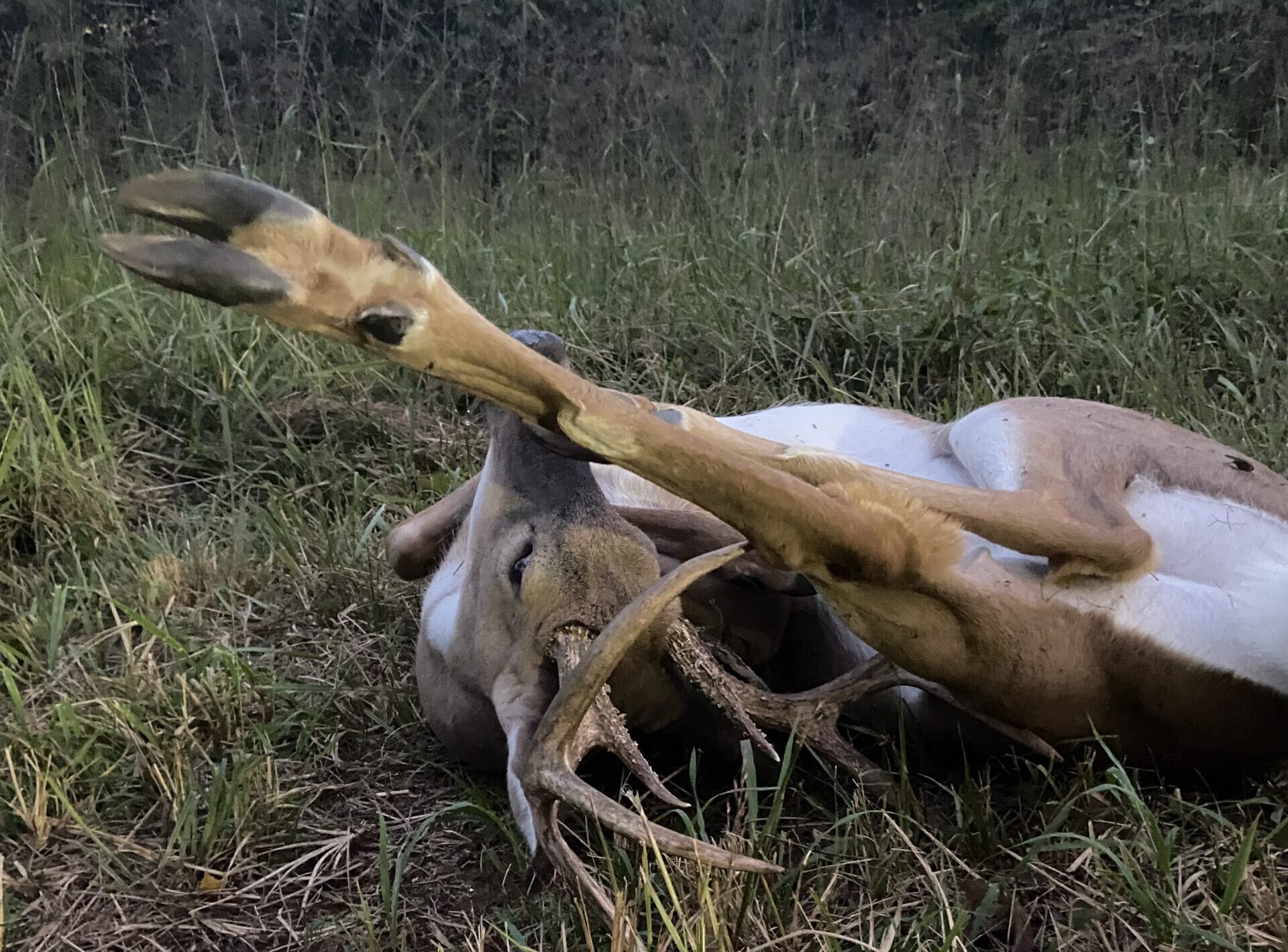 Arkansas hunter saves buck that gored its own leg.