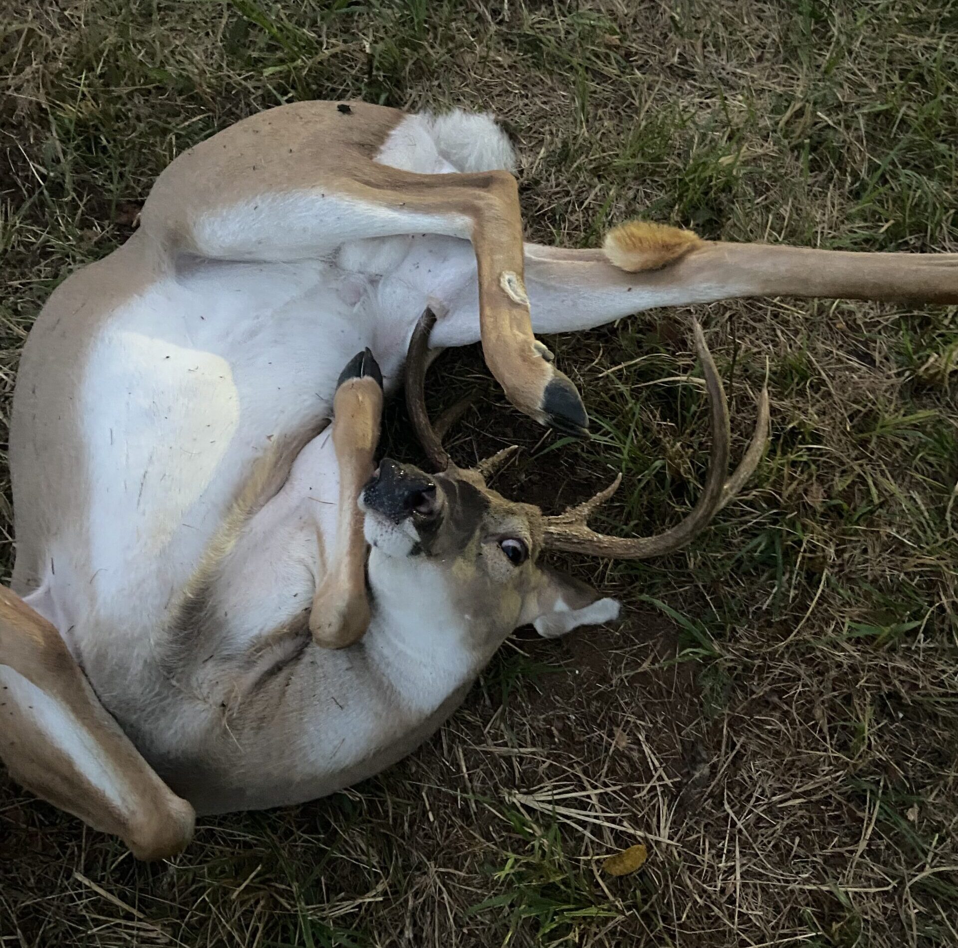 Arkansas hunter saves buck that gored itself with its antlers.