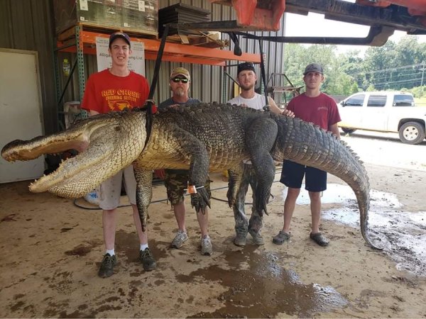Mississippi Processor Finds 8,000-Year-Old Relics in the Belly of a 750-Pound Gator