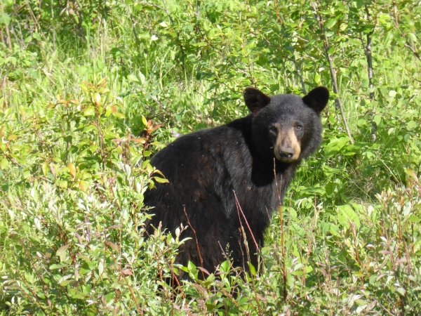 New Jersey Fish and Game Approves Emergency Black Bear Hunt. Will the Governor?