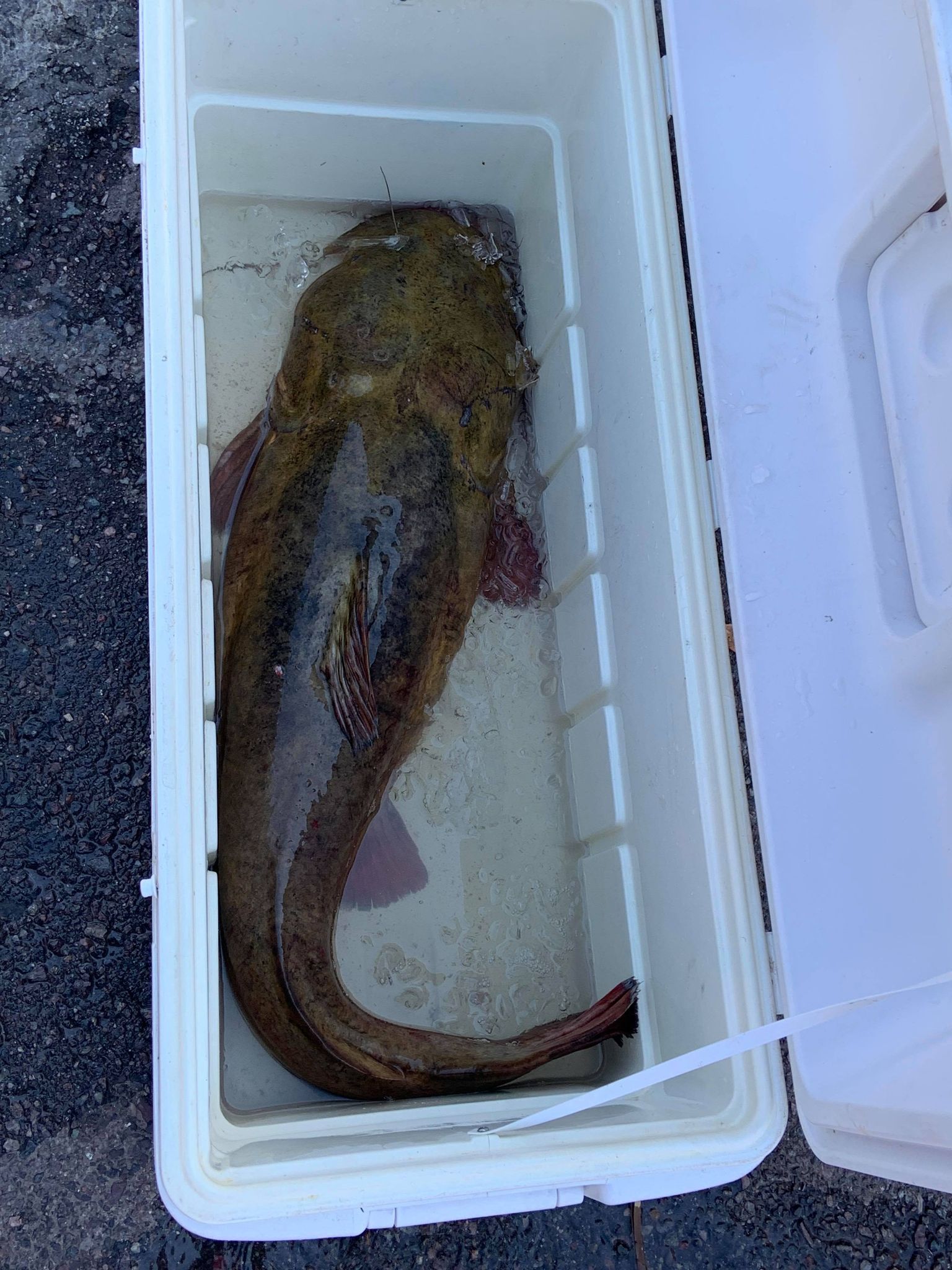 This Arizona flathead catfish was weighed then served to the anglers' family.