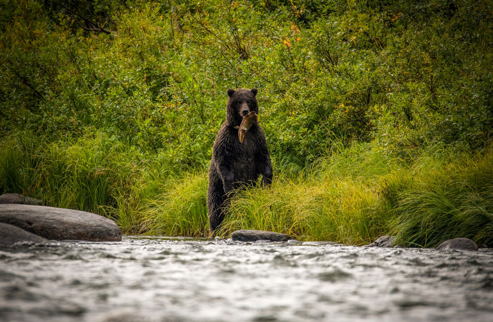 A female brown bear eats a rotting salmon.