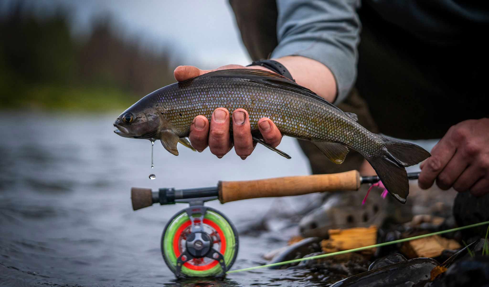 Grayling caught from the eddies of Lake Creek river in Alaska.
