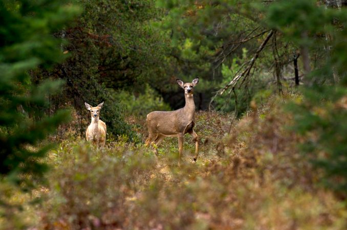 No, Hunting Whitetails from the Ground (Without a Blind) Is Not a Lost Art