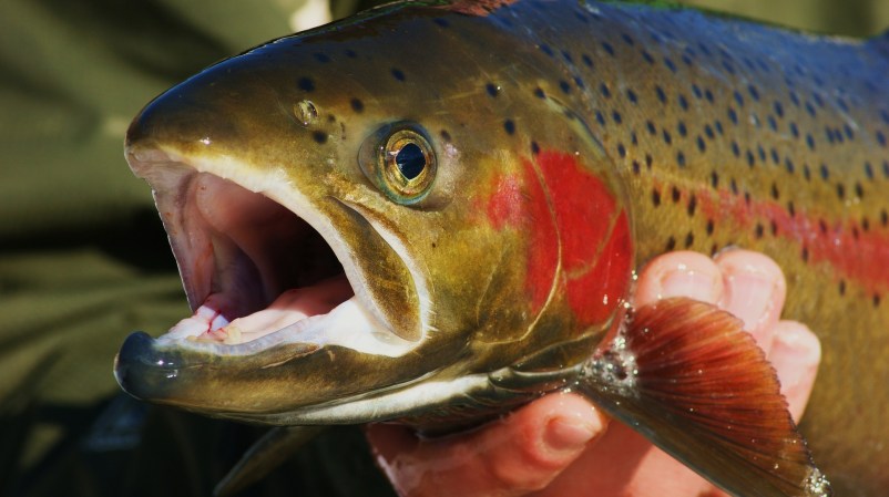 Trout Unlimited Calls on Biden Administration to Save Snake River Salmon and Steelhead