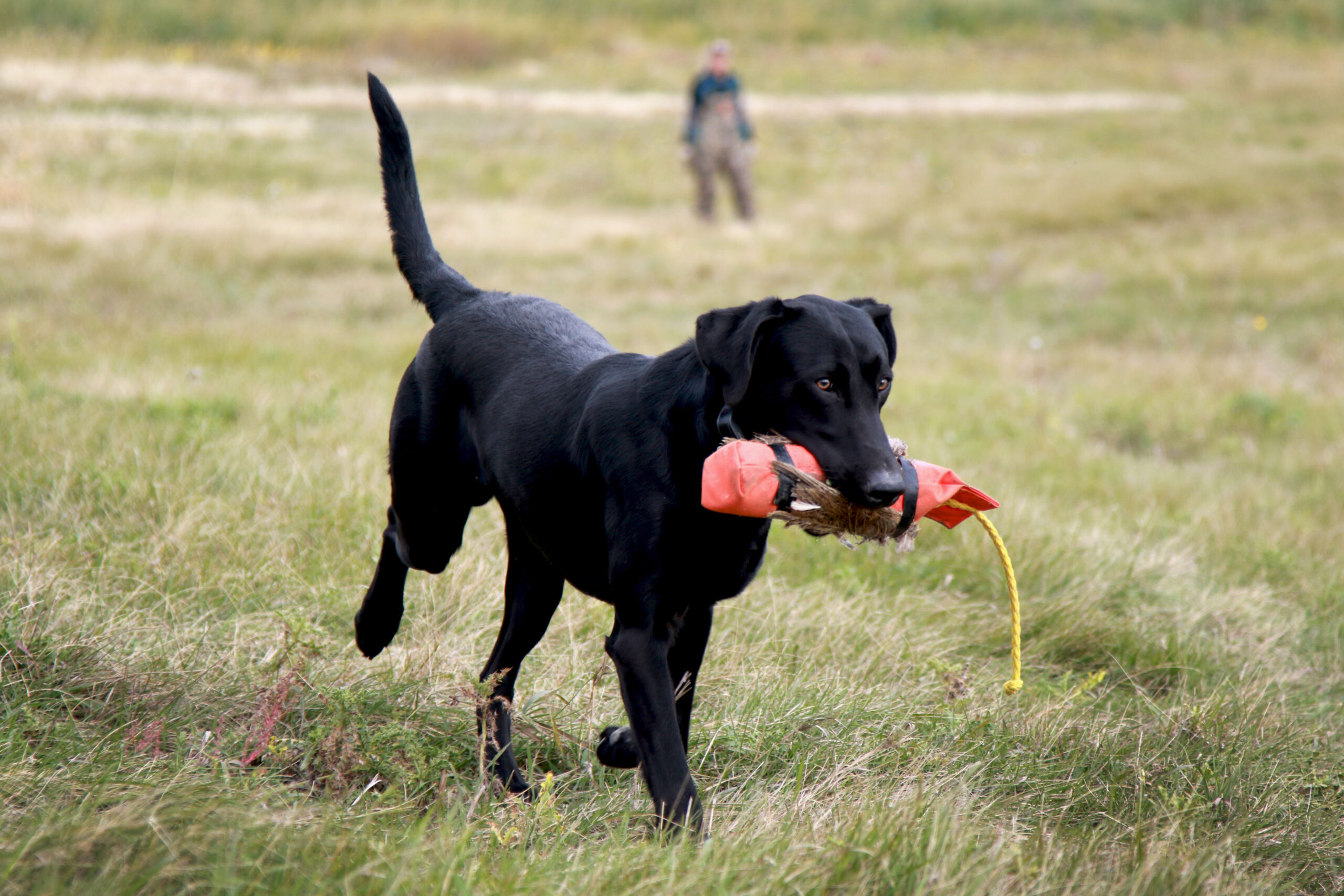 A trained retriever is instrumental in reducing waterfowl crippling rates.