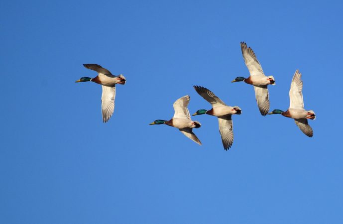 Are Duck Hunters Really Losing 1 in 5 Birds? Here’s How We Can Do Better