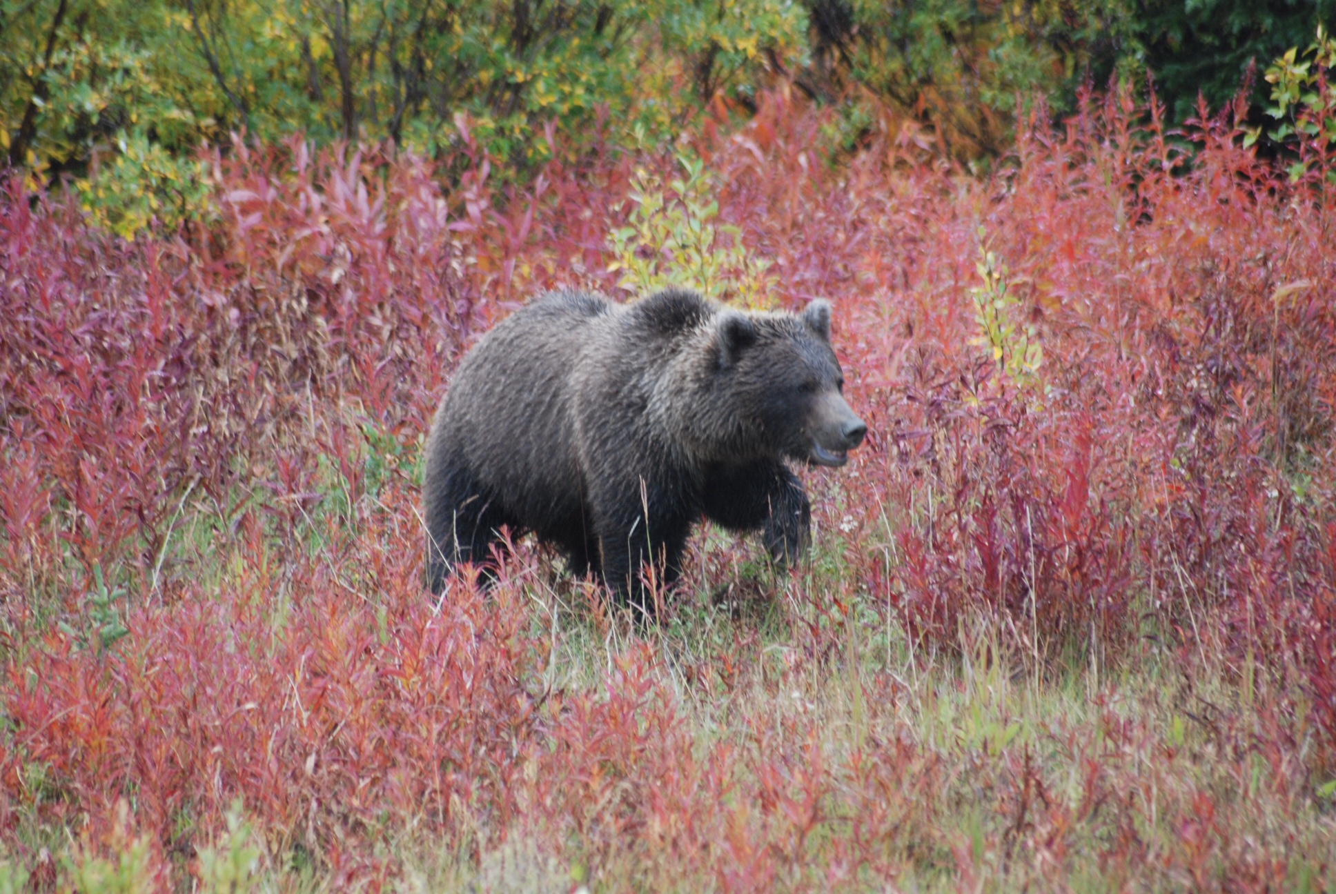 A grizzly sow charged two hunters in Idaho.