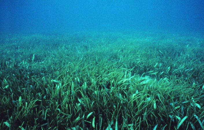 Rising Sea Levels Could Mean Trouble for Carolina Seagrasses and Their Fisheries