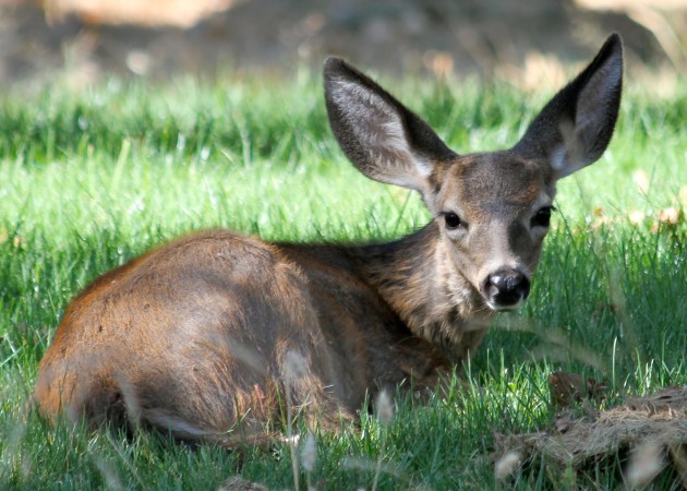 Officials Estimate Hundreds of Blacktail Deer Have Died from Fast-Spreading Disease