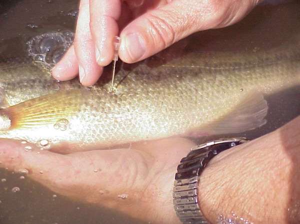 A Tournament Angler’s Case for Safely Fizzing Bass Before Release