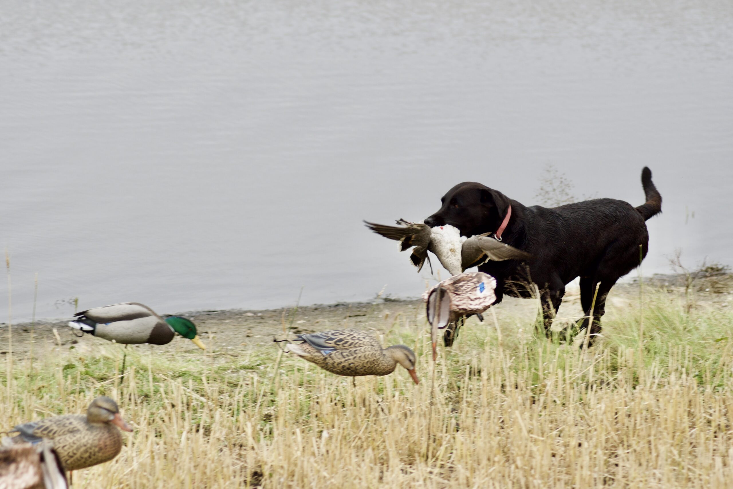 A good dog is critical for hunting water in Canada.