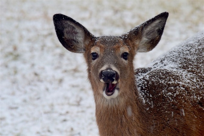 Maine Is Asking Whitetail Hunters to Kill More Does