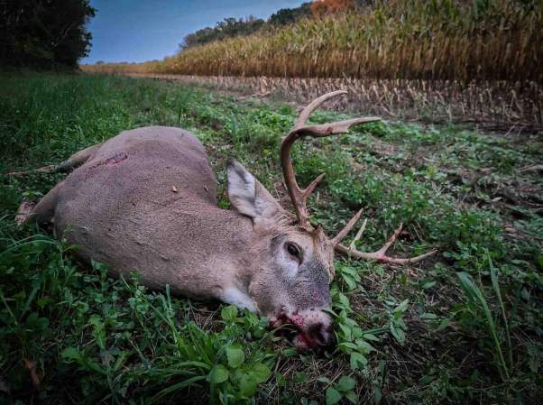 The Best Time to Deer Hunt in Mid-October? When the Farmer Cuts the Corn