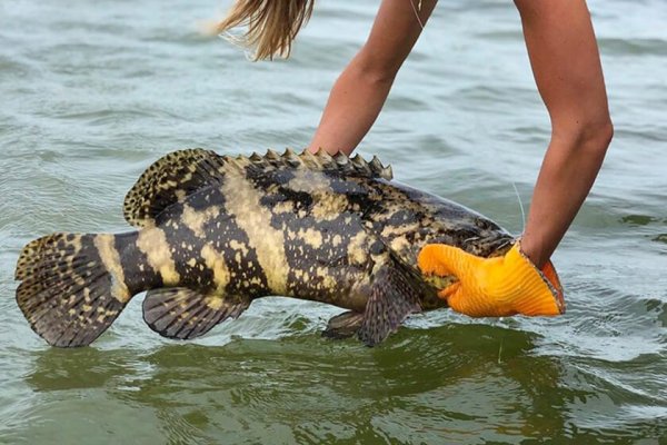 Florida Anglers Are Asking For a Goliath Grouper Season, But it May Be Too Late