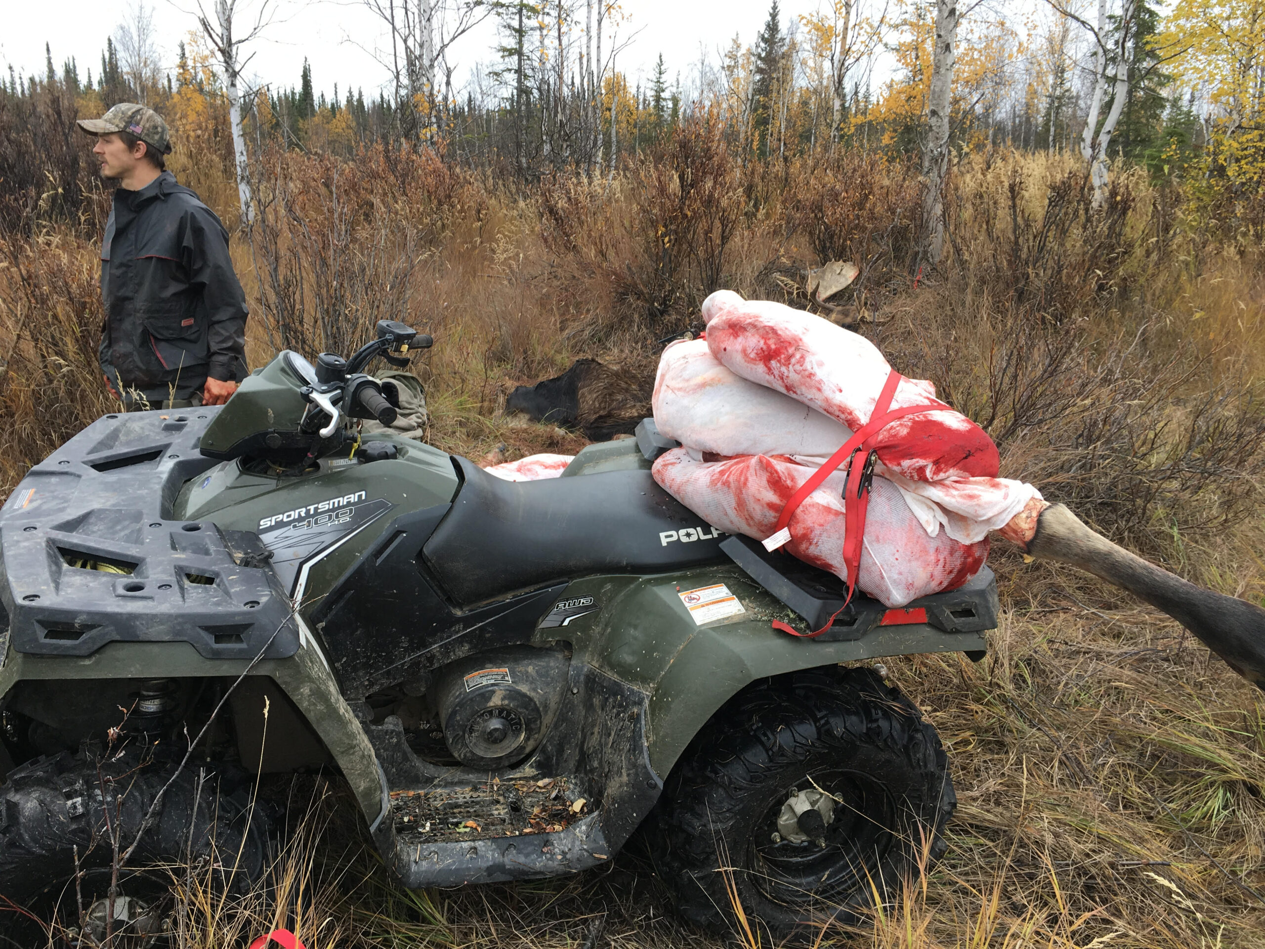 Use an ATV to get moose meat out of the backcountry.