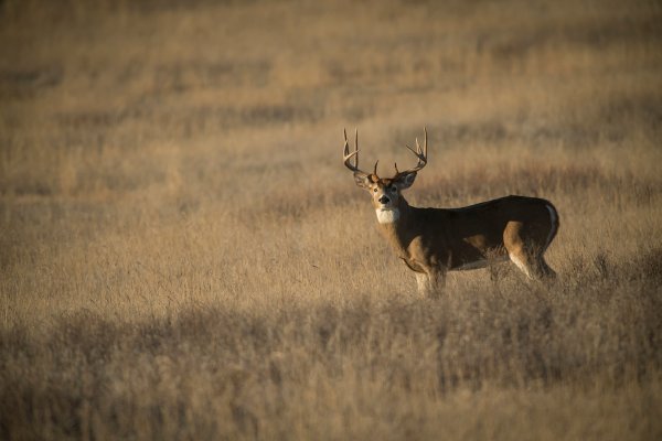 Will Kansas Become a Preference-Point State for Whitetail Deer Hunters?
