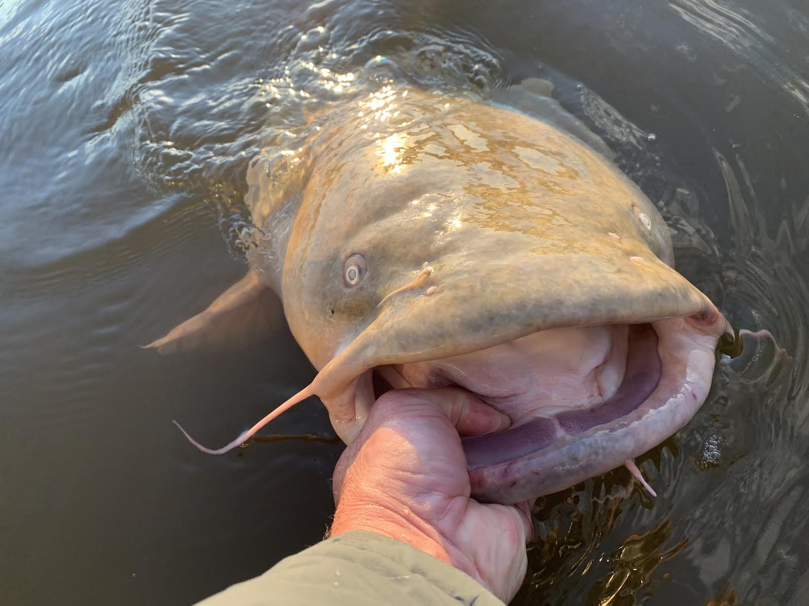The possible new state-record flathead catfish from Michigan was released.