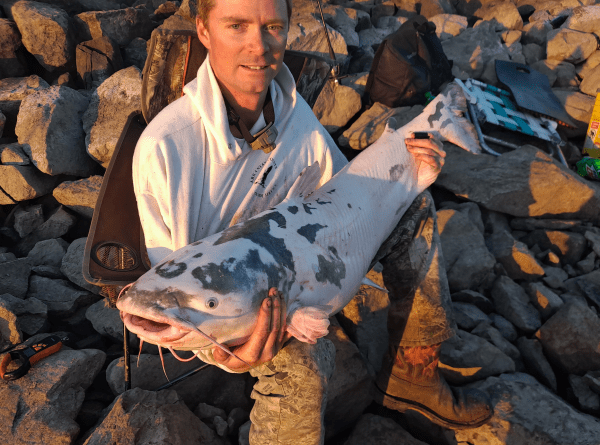 Missouri Angler Catches 36-Pound Piebald Catfish Using Asian Carp for Bait