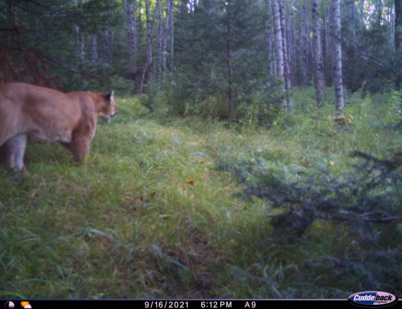 Mountain Lions in Michigan: Another Confirmed Cougar Sighting Makes For 10 This Year