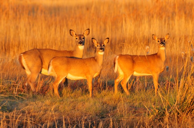 It's Okay (and Sometimes Necessary) to Shoot Does with Fawns During Hunting Season