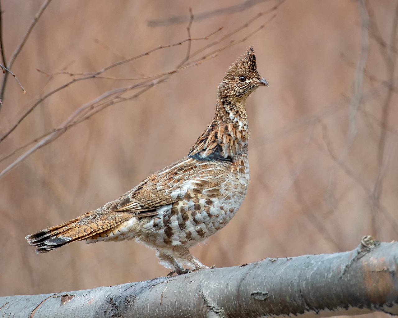 Michigan has an exquisite ruffed grouse population.