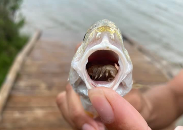Tongue- and Brain-Eating Parasites Top the List of Creepy Creatures Living in Texas Waterways