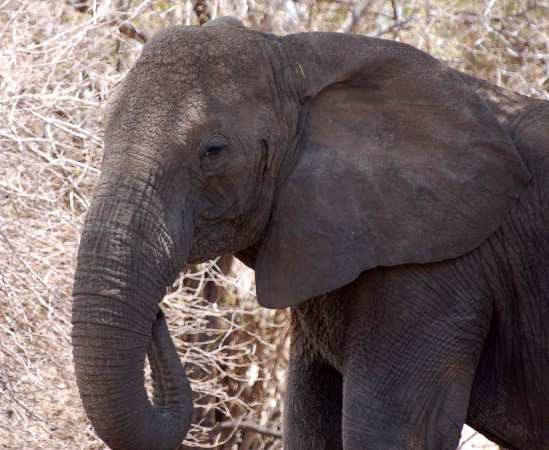 Tuskless Elephants Are Evolving at a Rapid Pace Thanks to Ivory Poachers
