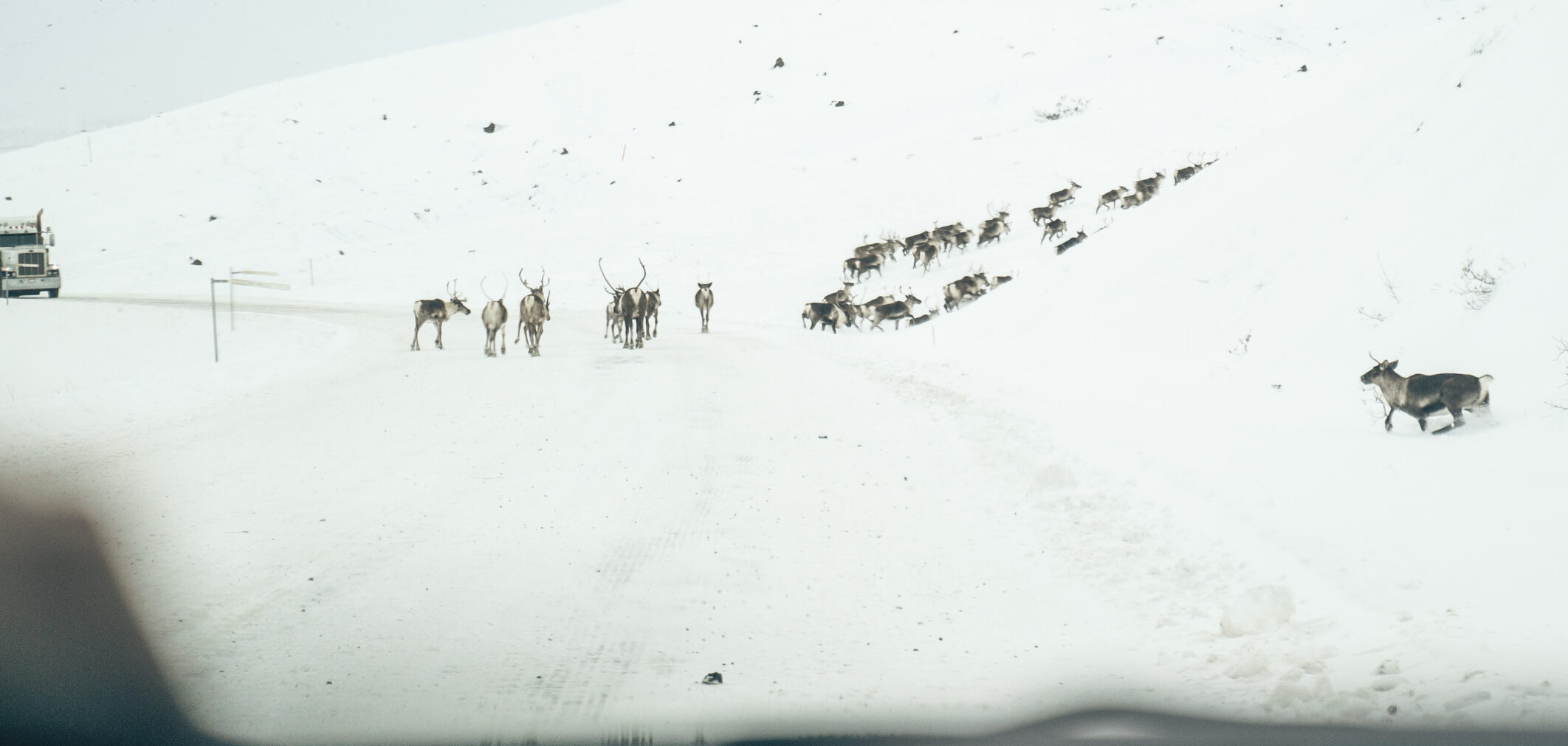 The Central Arctic Caribou Herd crosses the Dalton Highway.