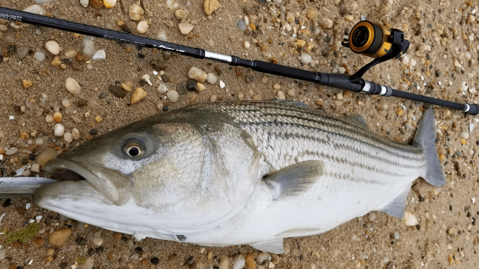 Penn Spinfisher VI Long Cast fishing reels