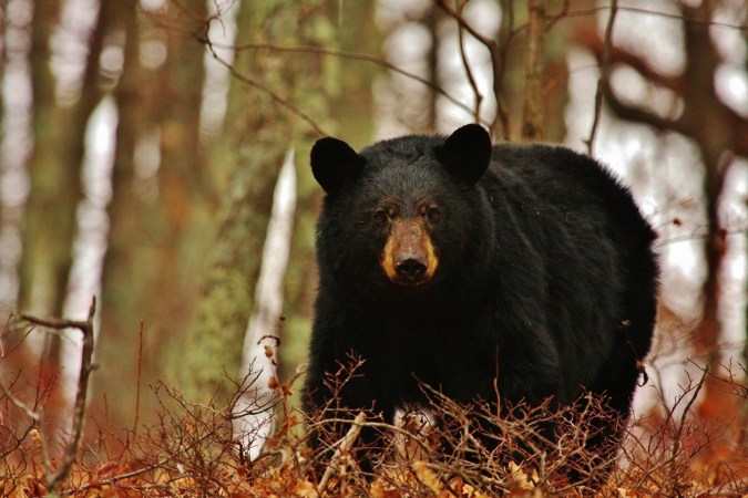 Missouri's First Black Bear Season Is a Success, But Ends Short of Harvest Quota