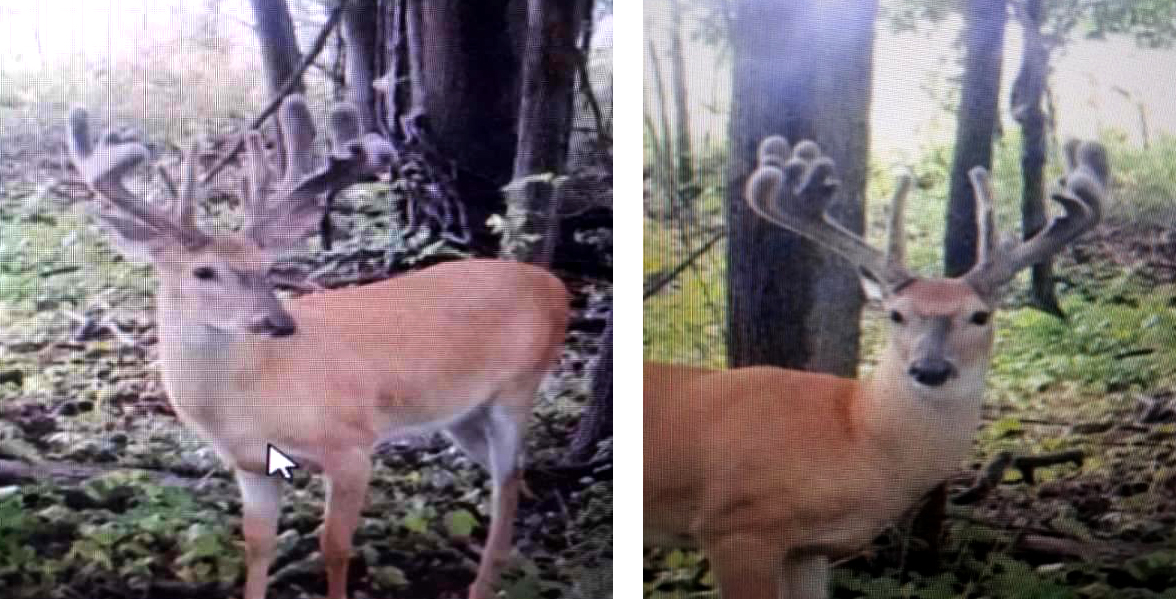 A New York buck in velvet, taken with a trail camera in July.