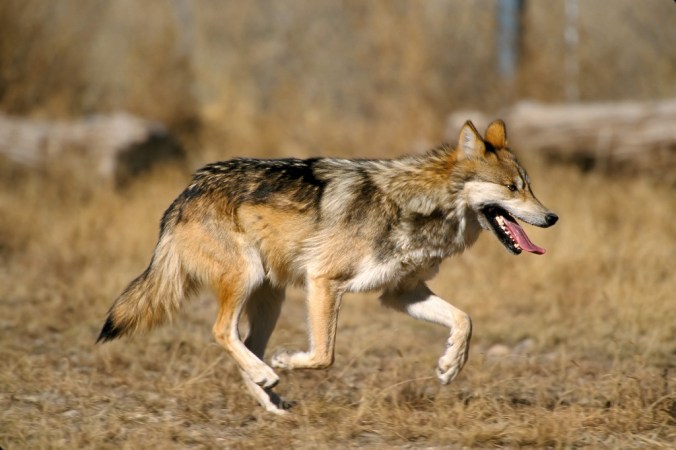 Feds Propose Changes to Mexican Gray Wolf Management Plan