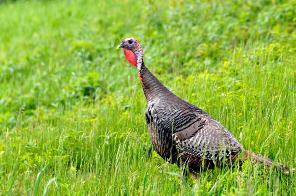 Researchers Are Putting 90 Microphones Across Alabama to Study Turkey Declines
