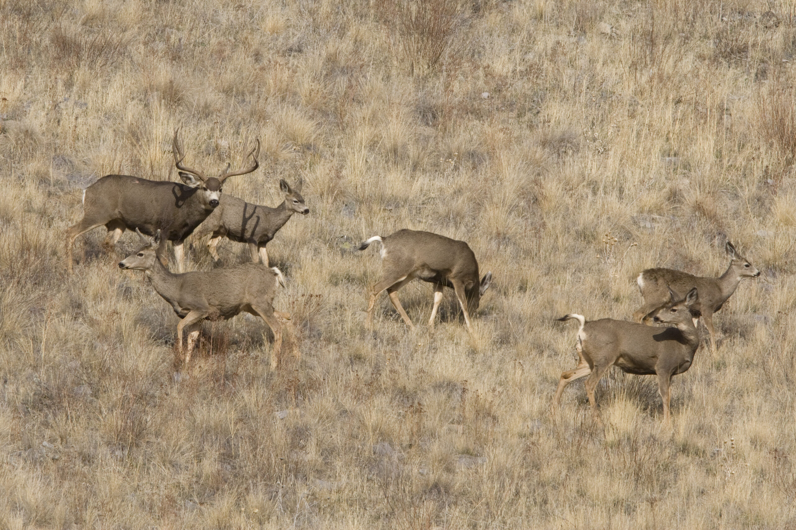 A big mule deer buck tag could be hard to draw, thanks to point creep.