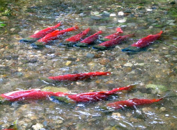 Trout Unlimited Lawsuit Is a Win for Salmon, Deals Another Blow to Pebble Mine