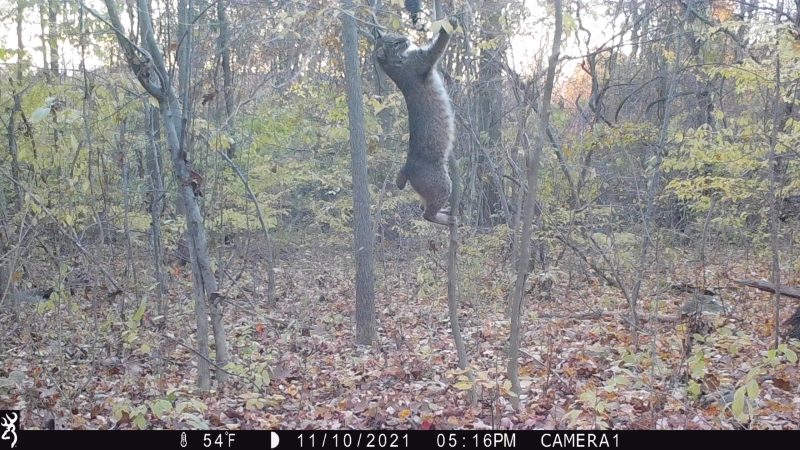 Trail Cam Photos: Bobcat vs. Scent Dripper