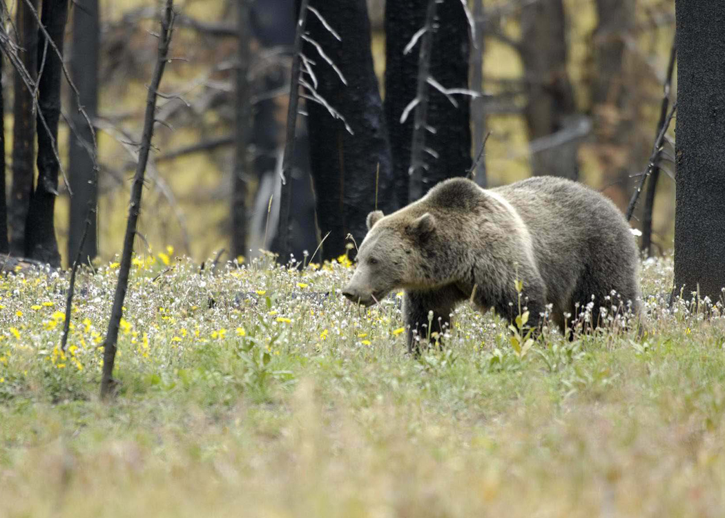 Grizzly bear populations are at an all-time high in the Greater Yellowstone Ecosystem