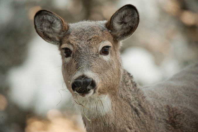 What All Hunters Need to Know About Coronavirus in Whitetails