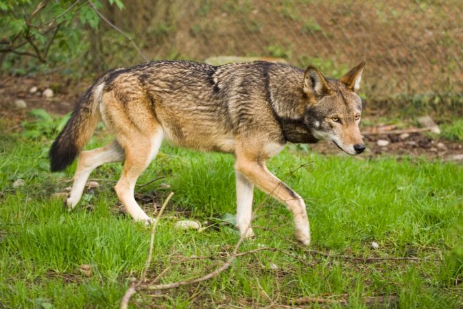 Feds Drop Proposed Rule, Recommit to Protections for North Carolina’s Red Wolves