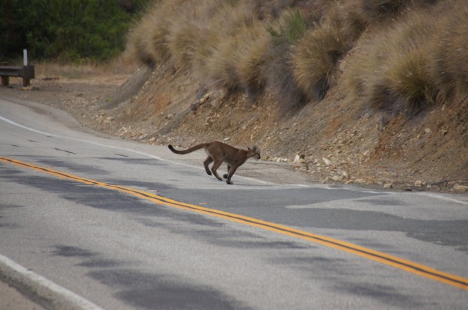 Vehicle Collisions with Wildlife Cost California $1 Billion in the Last 5 Years