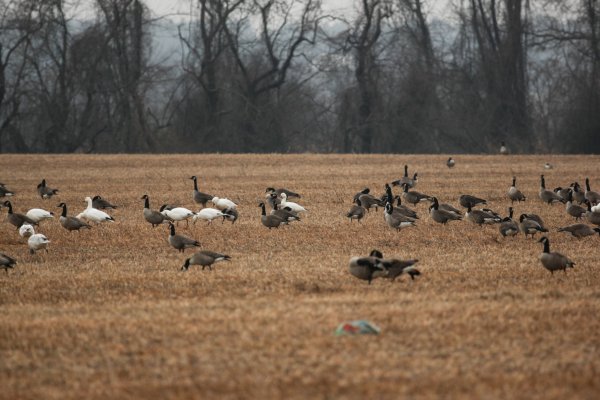 Pennsylvania Farmer, Employee Face Federal Charges for Allegedly Poisoning Geese