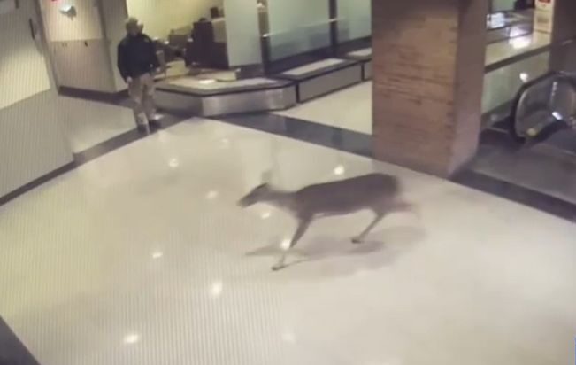 Video: Injured Deer Runs Inside Louisiana Hospital and Up the Escalator