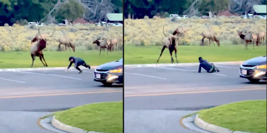 Video: Yellowstone Tourist Gets Charged by a Bull Elk and Trips as He Runs Away