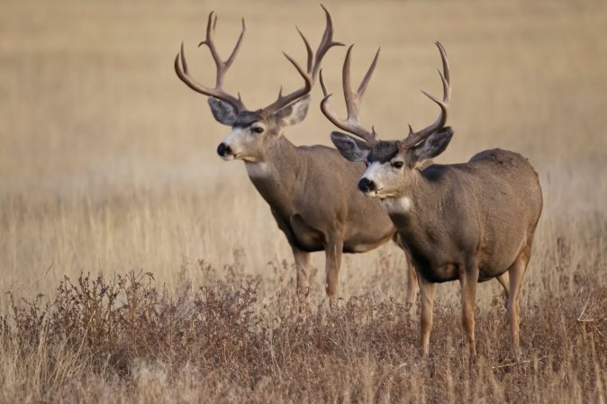 Nevada Considers Coyote Bounties to Increase Mule Deer Populations