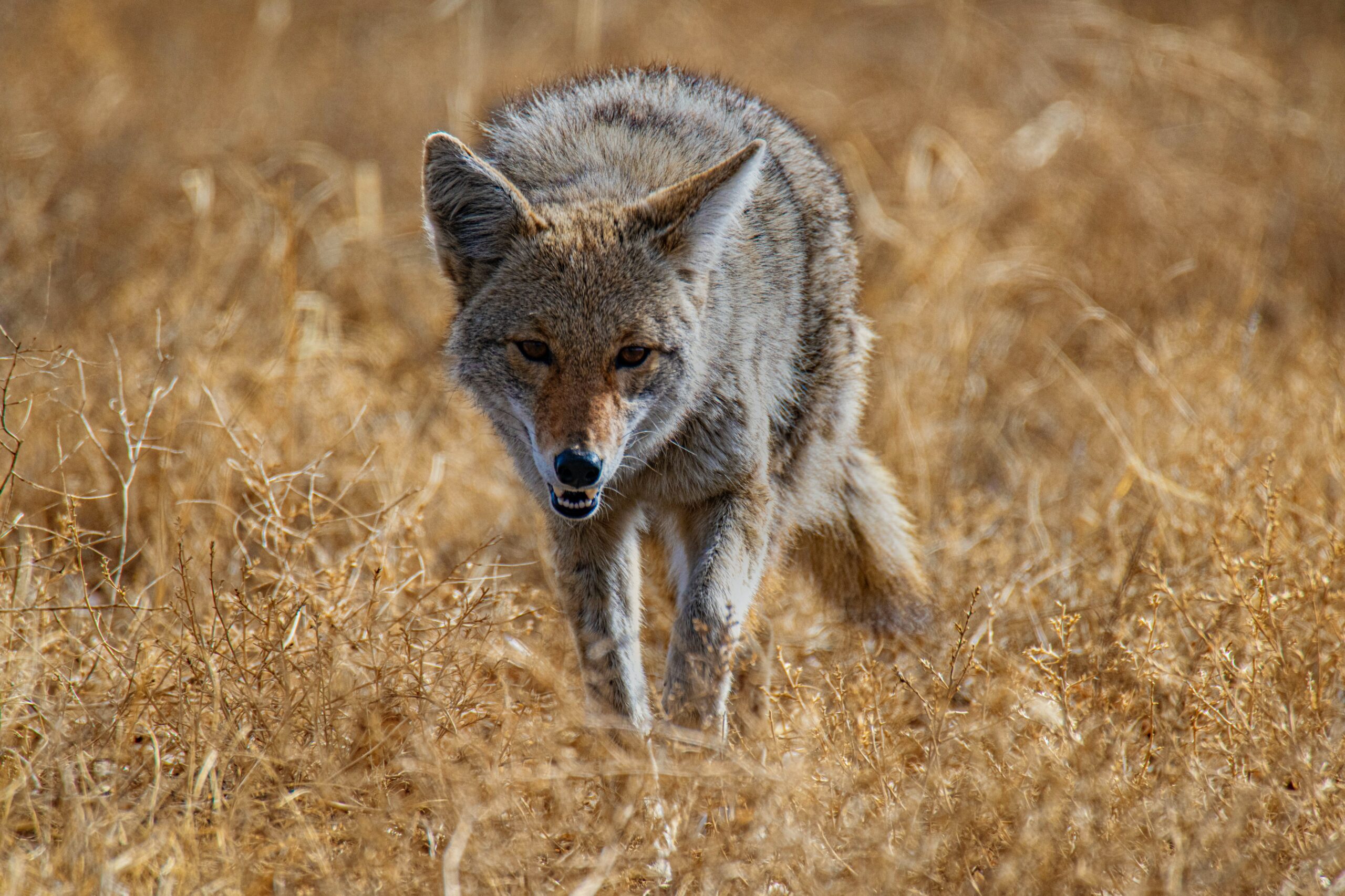 Coyotes are having a negative impact on Nevada mule deer.