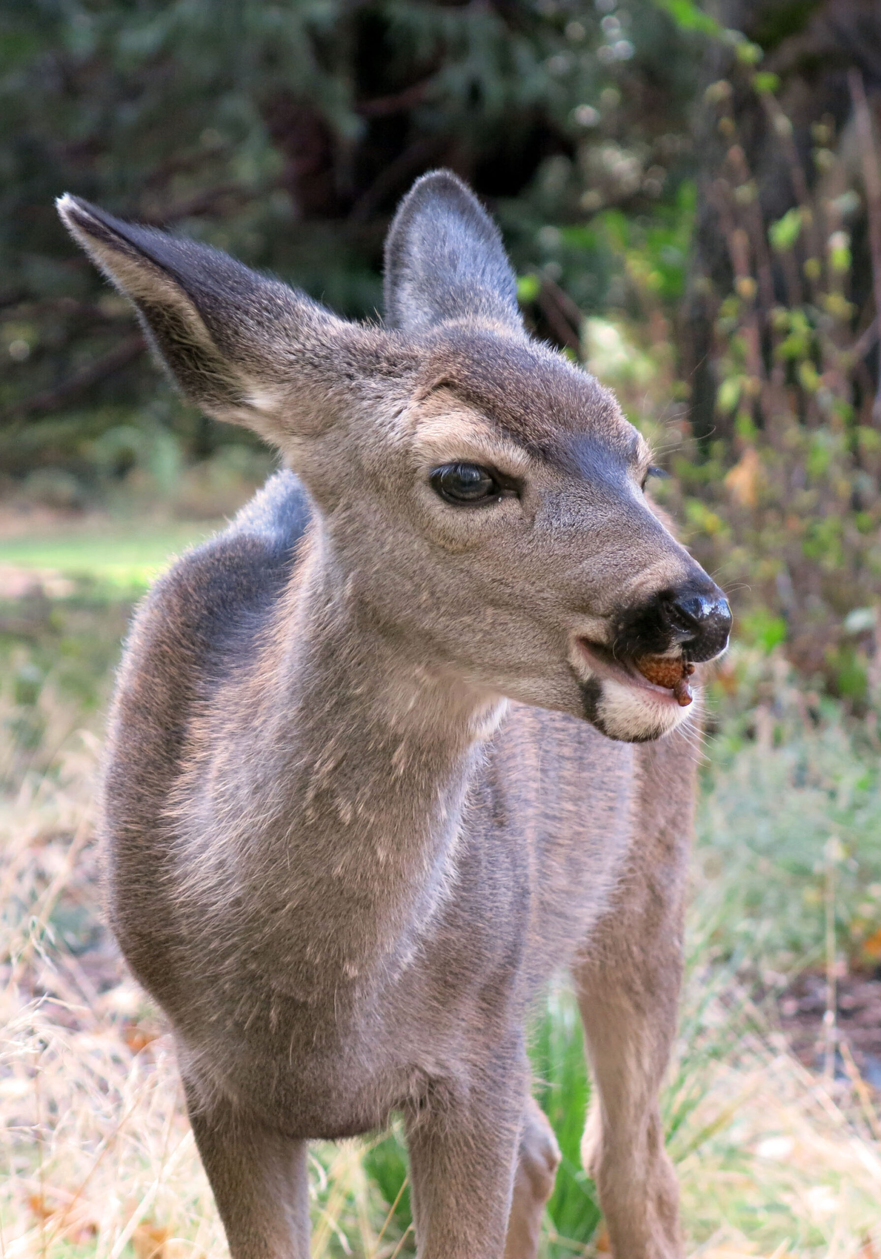 Whitetail does prefer acorns over many other types of natural browse