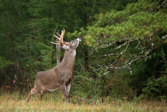 Wisconsin Health Officials to Hunters: "Wear a Mask While Field-Dressing Deer"