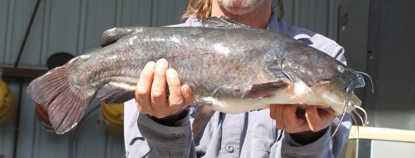Study Finds Lake Ontario Fish Have Plastic Particles in Their Flesh